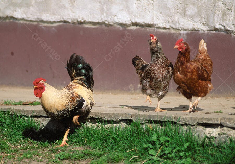 Galo e galinhas em quintal rural