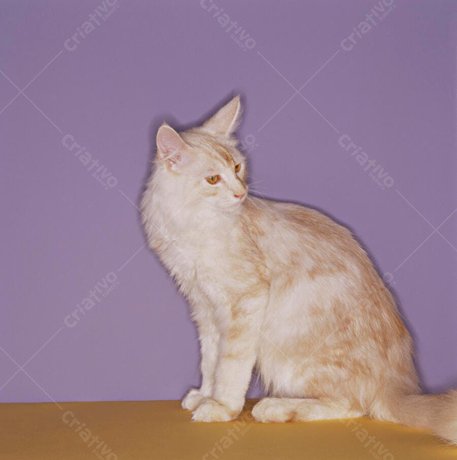 Gato Maine Coon Creme Sentado