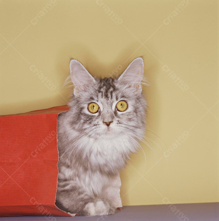 Gato Maine Coon em saco vermelho