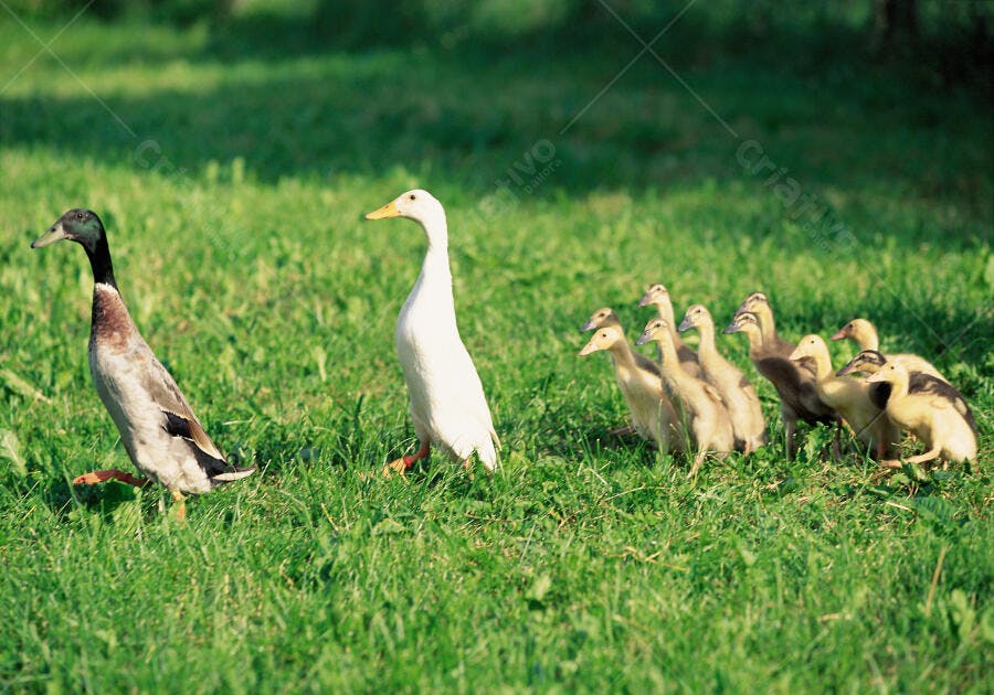 Patos e patinhos em pasto verde