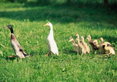 Animais da Fazenda (29)