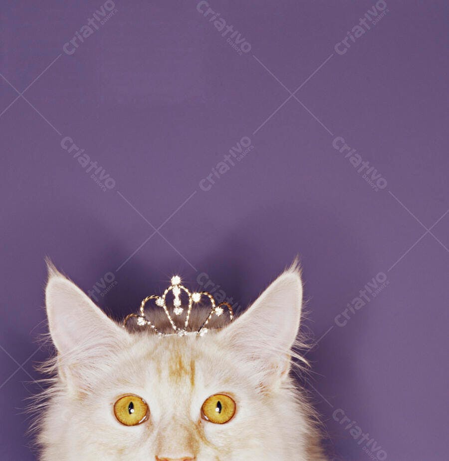 Gata com coroa usando tiara de princesa