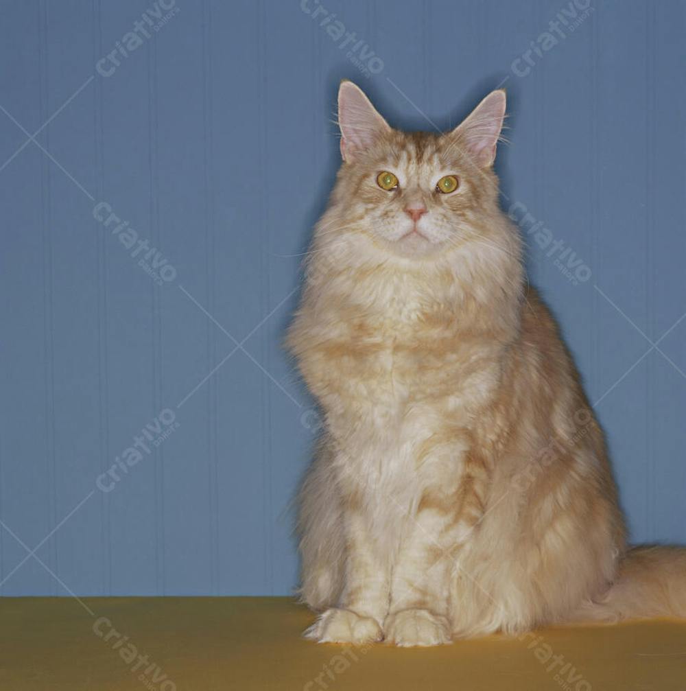 Animais em Festa (49)