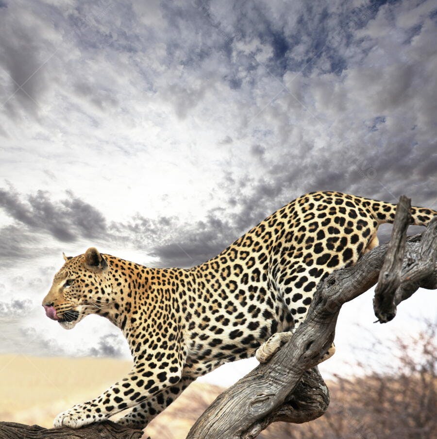 Leopardo em árvore sob céu nublado