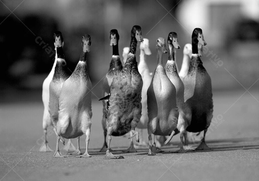 Patos andando em fila no asfalto