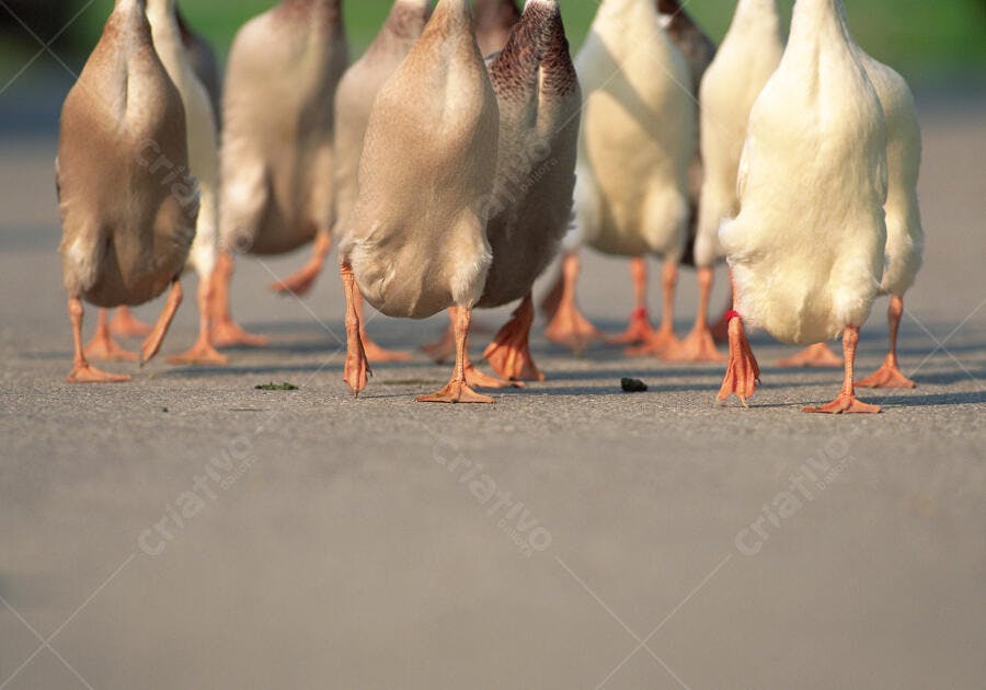 Gansos caminhando em fila na rua