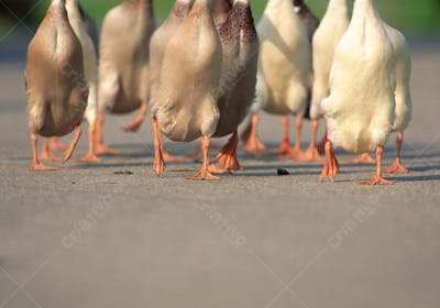 Animais da Fazenda (32)