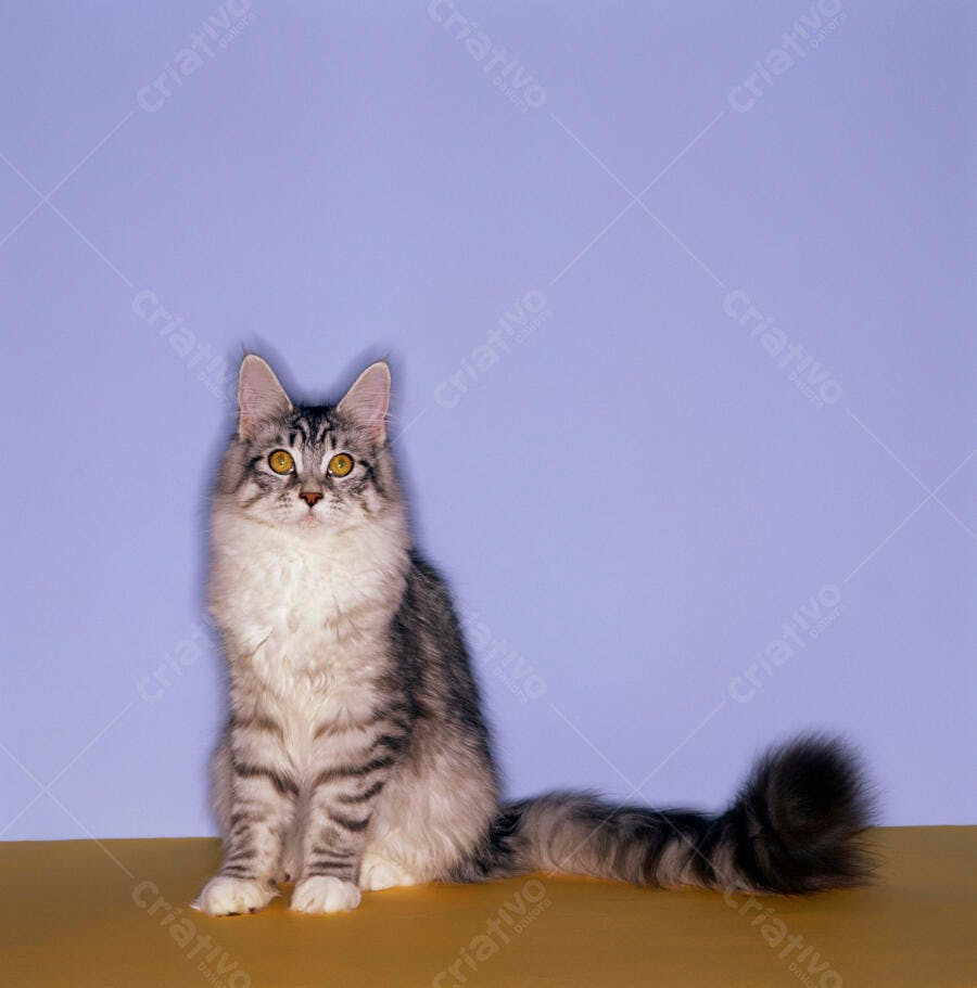 Gato Maine Coon cinza e branco sentado
