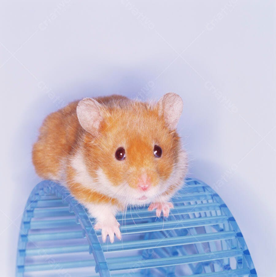 Hamster dourado em roda de exercícios azul