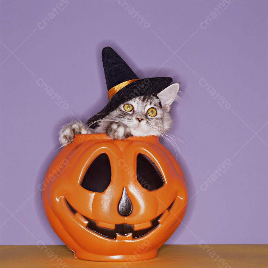 Gato em abóbora de Halloween