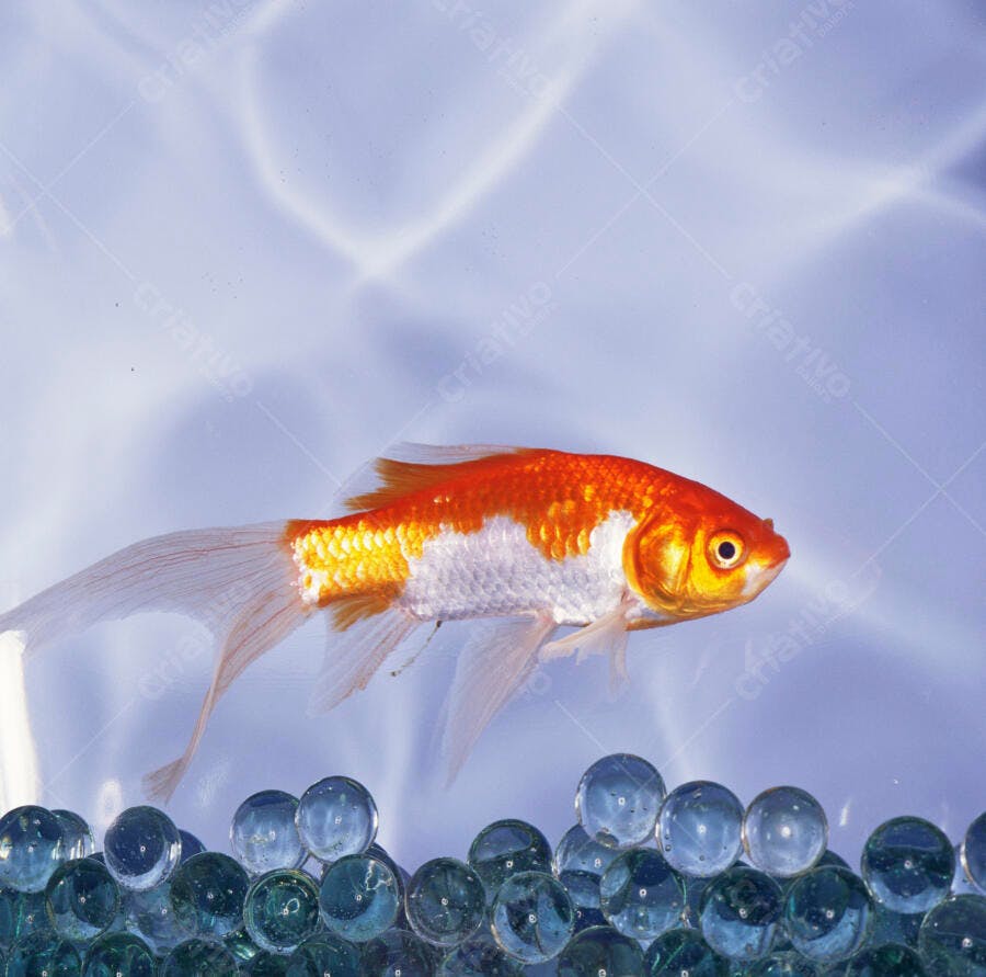 Peixe Dourado nadando em aquário com bolinhas