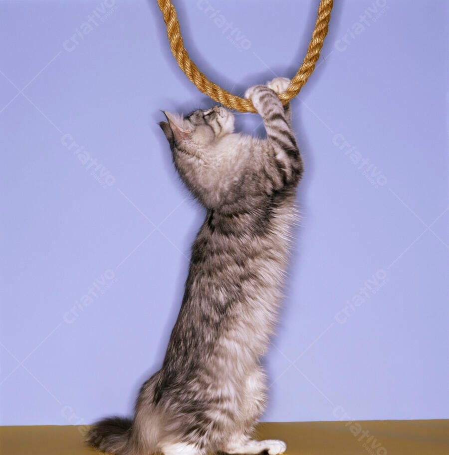 Gato Maine Coon brincando com corda
