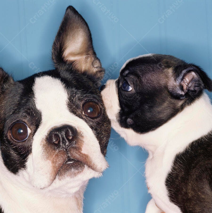 Boston Terrier filhote com mãe