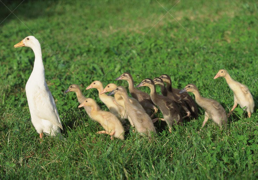 Patos bebês seguindo pata branca em pasto verde
