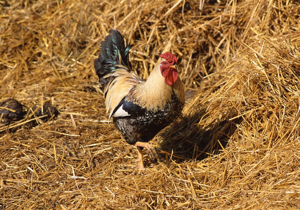 Animais da Fazenda (31)