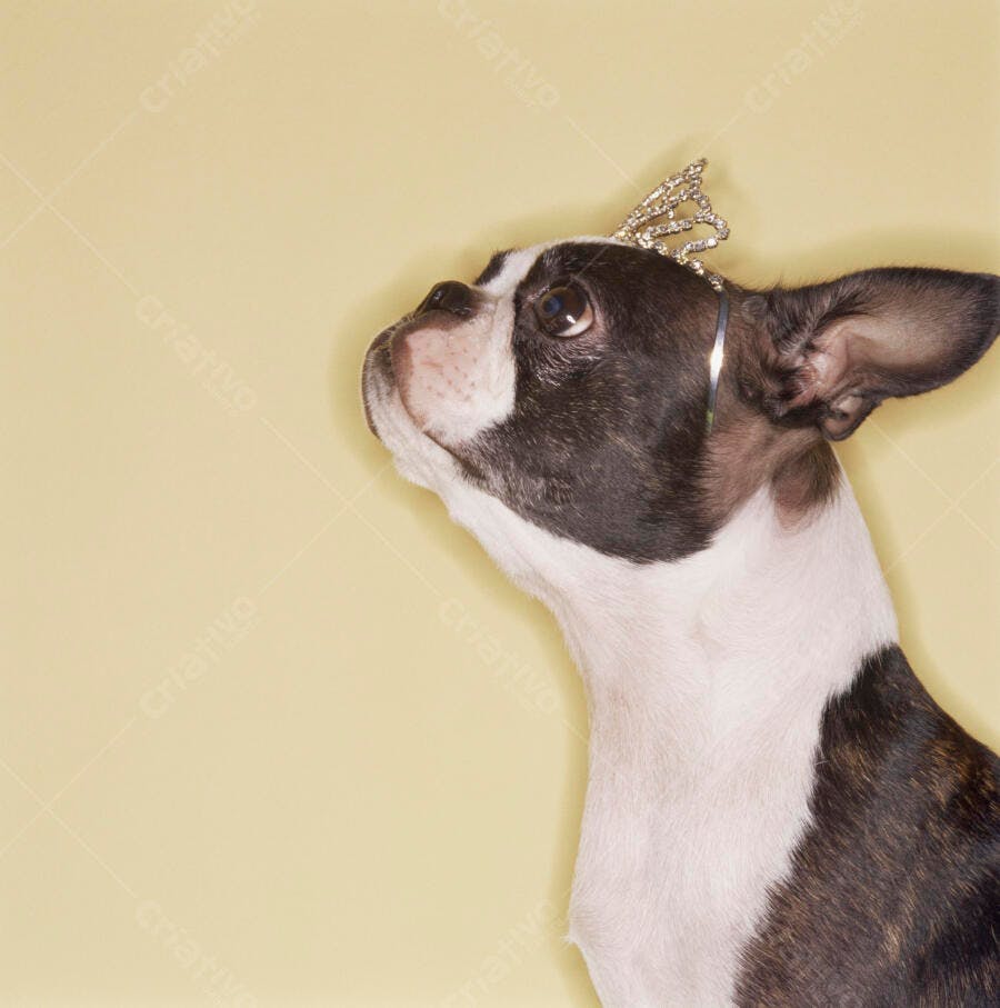 Boston Terrier com coroa olhando para cima