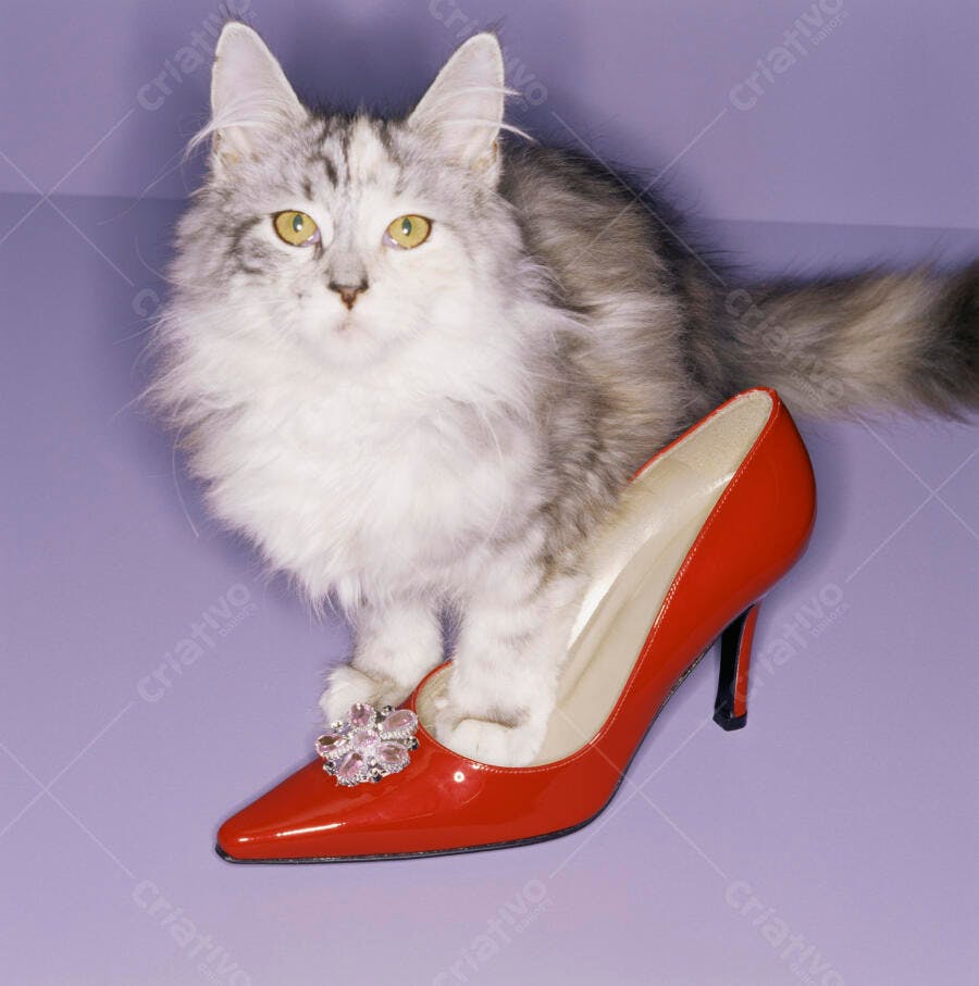 Gato cinza e branco em sapato vermelho