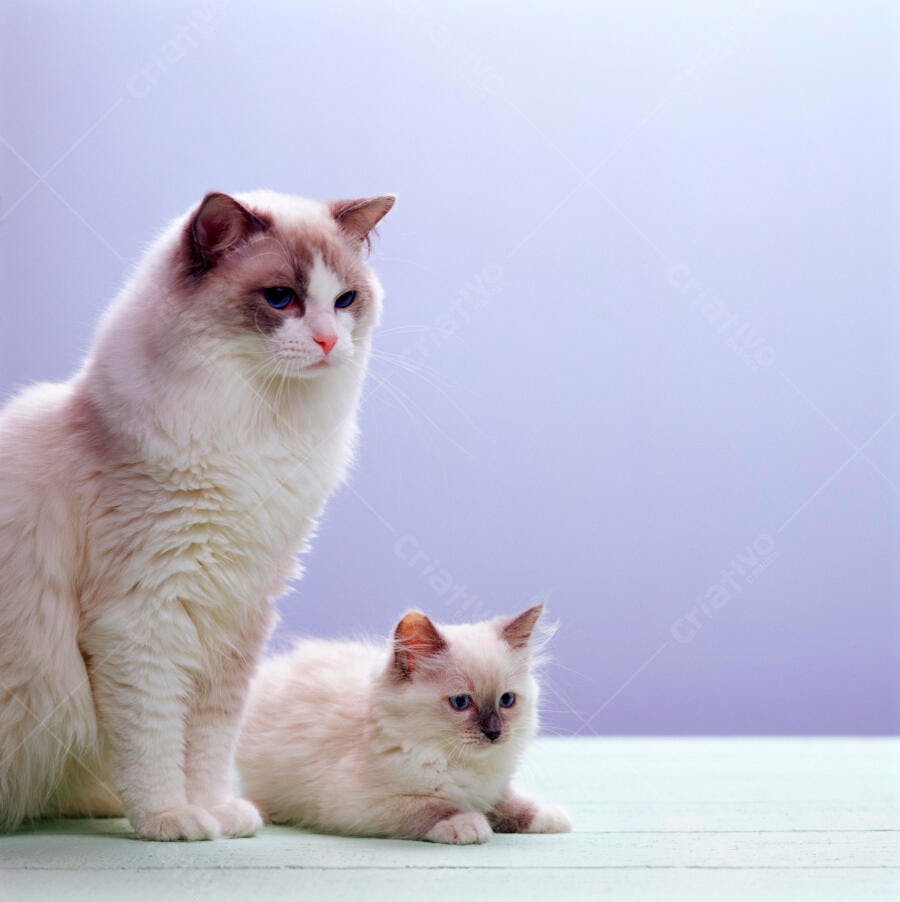 Gatos Ragdoll mãe e filhote juntos