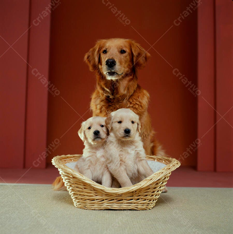 Golden Retriever mãe e filhotes em cesto