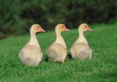 Animais da Fazenda (2)