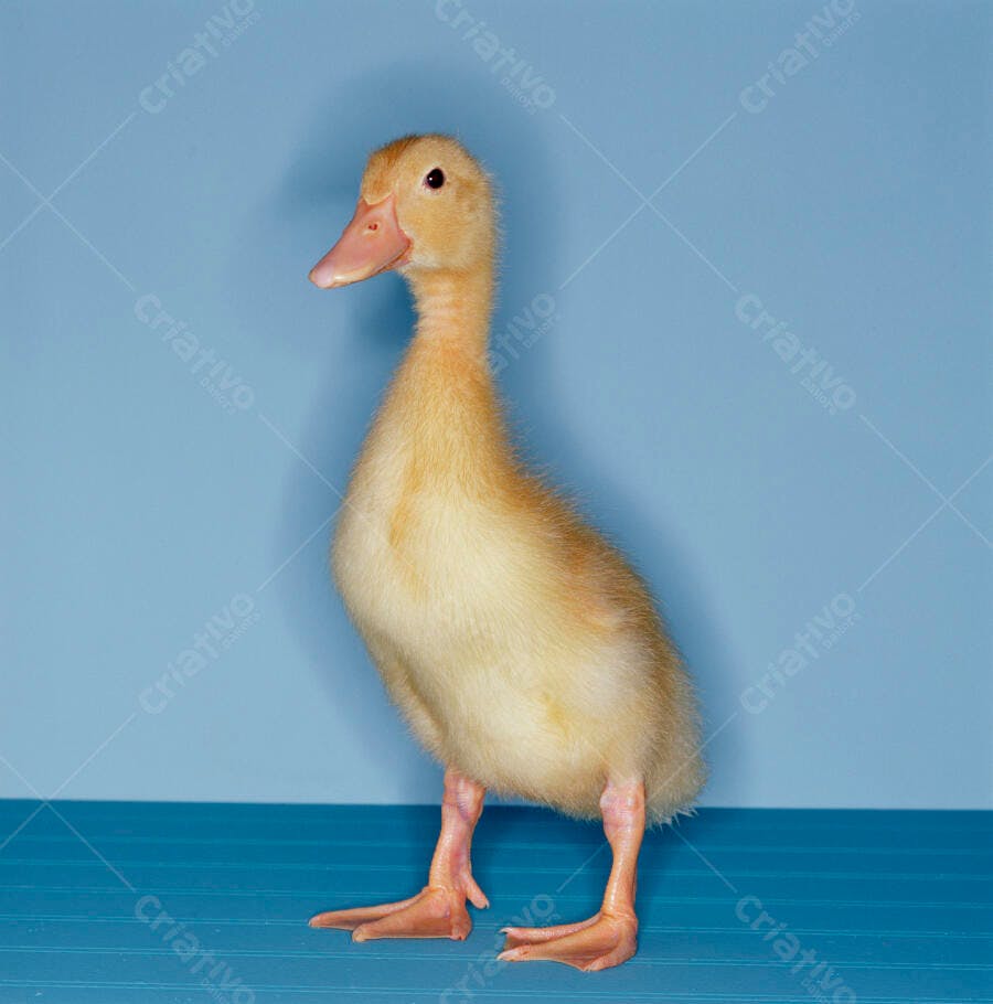 Patinho amarelo fofo em fundo azul