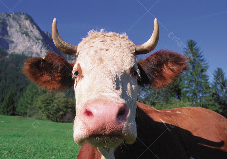 Vaca branca e marrom em pasto montanhoso