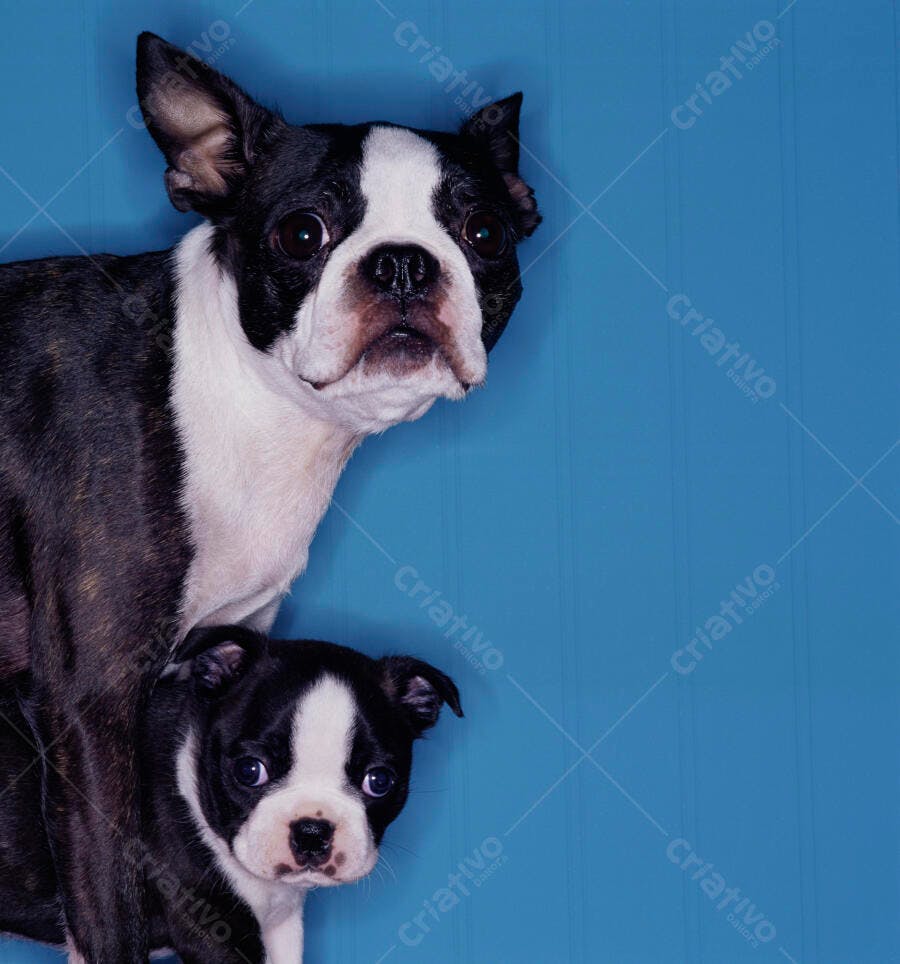 Boston Terrier mãe e filhote fundo azul