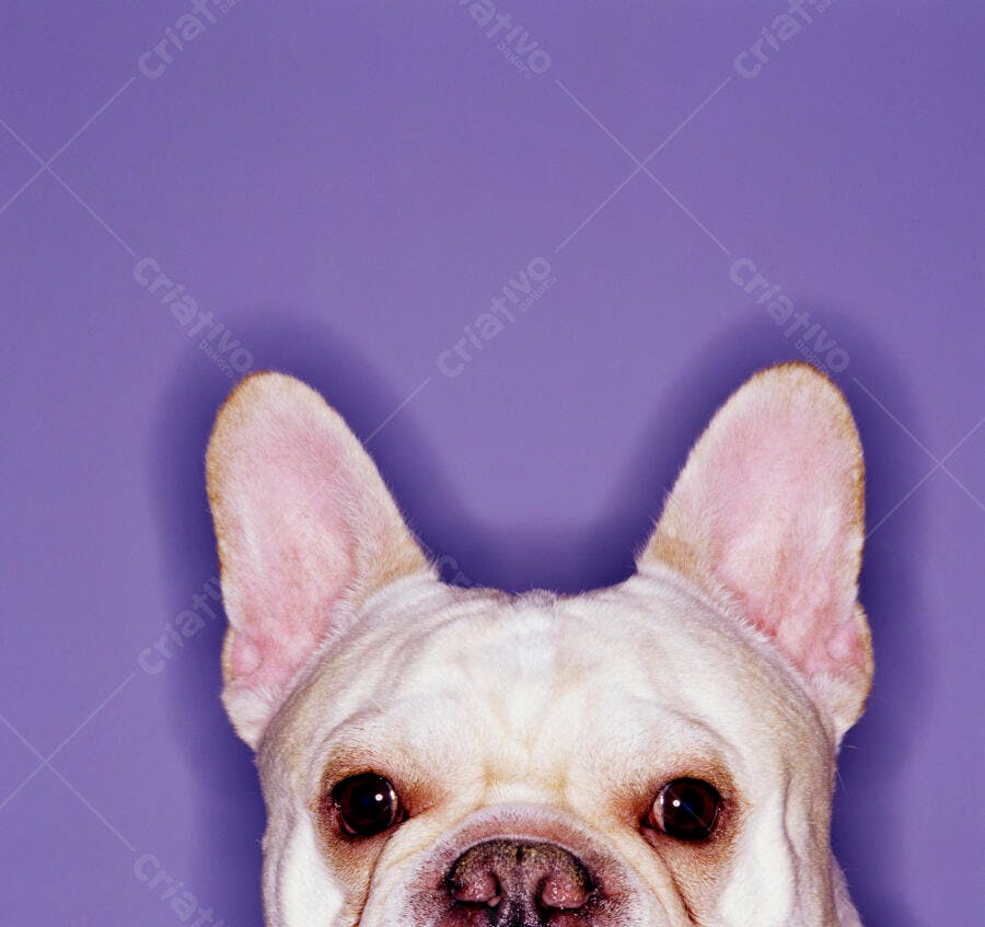 Buldogue Francês curioso fundo roxo