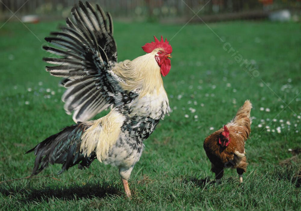 Animais da Fazenda (1)