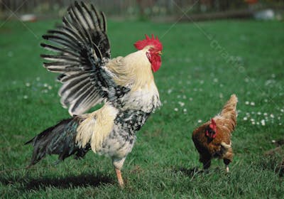 Animais da Fazenda (1)