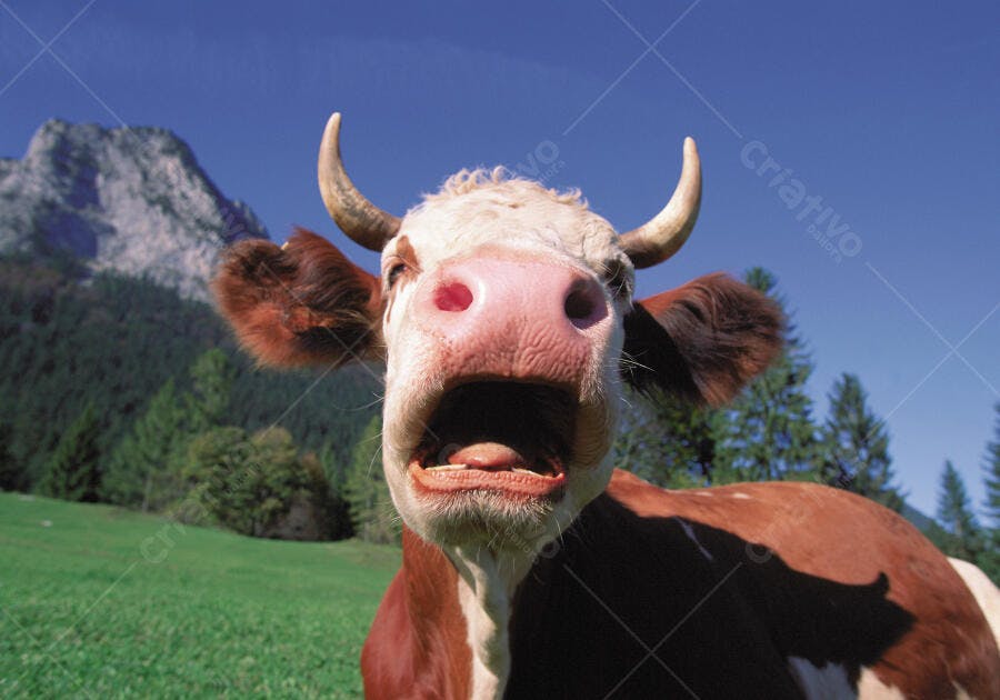 Vaca bovina marrom e branca em pasto montanhoso