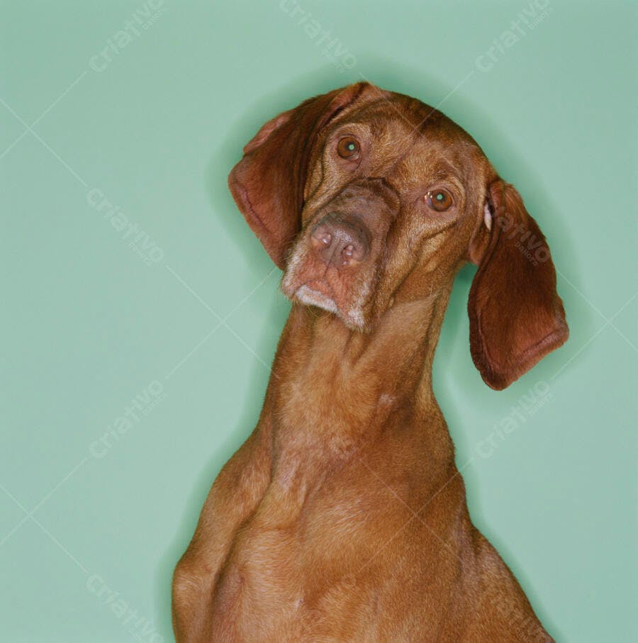 Cachorro Vizsla Marrom Olhando para Cima