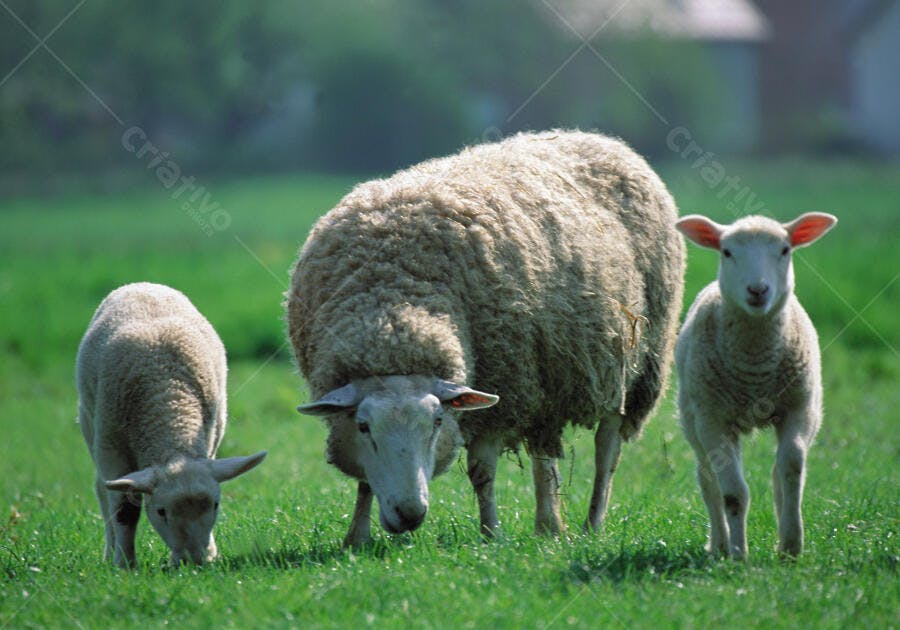 Ovelha e cordeiros pastando em campo verde