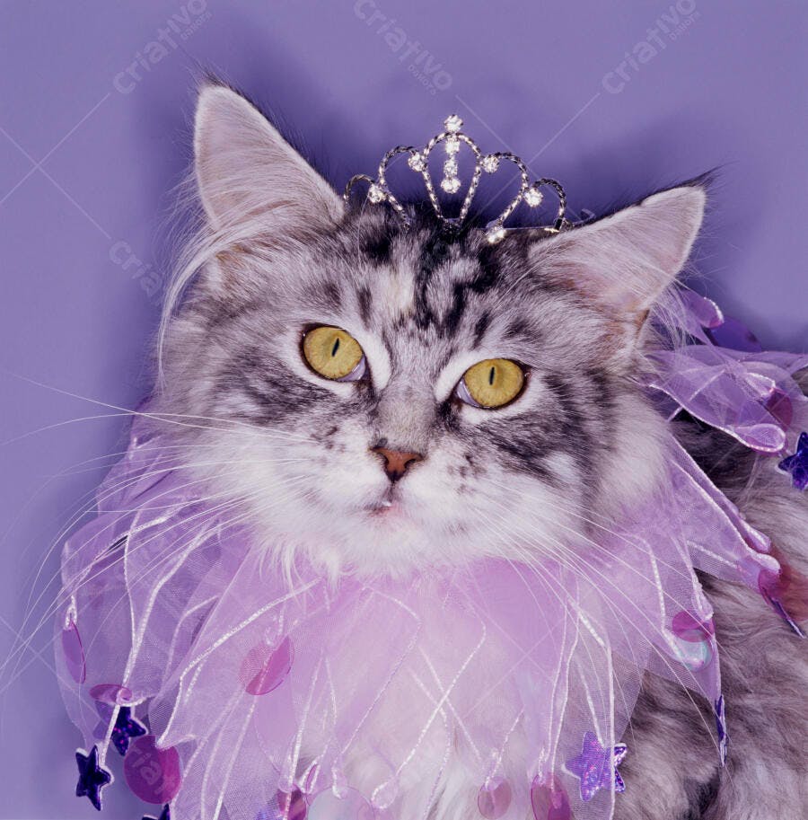 Gata Maine Coon com coroa e colar roxos