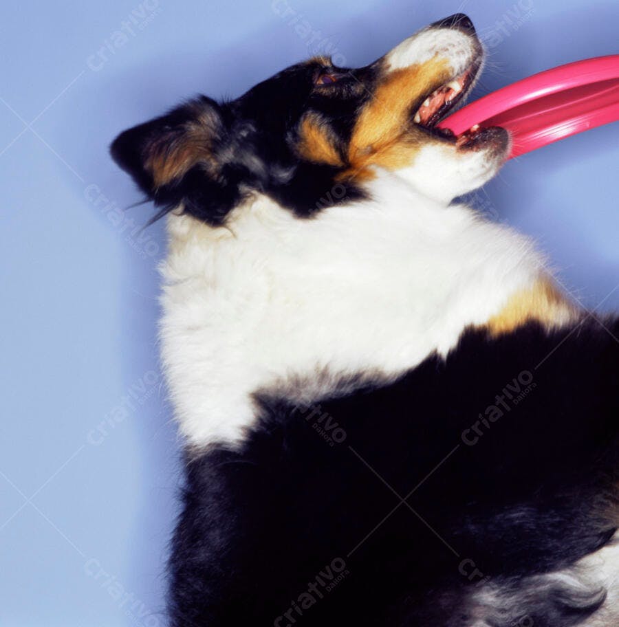 Cachorro brincando com frisbee rosa