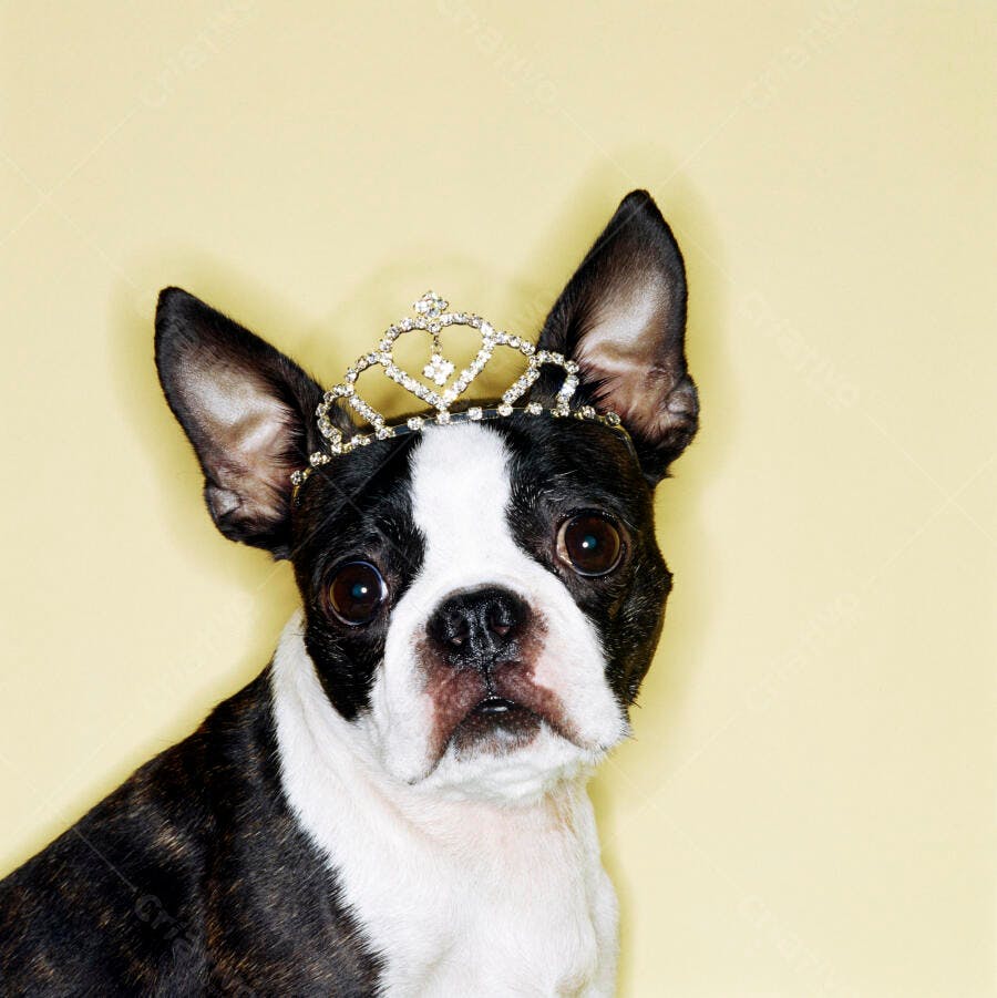 Cachorro Boston Terrier com tiara de brilhantes