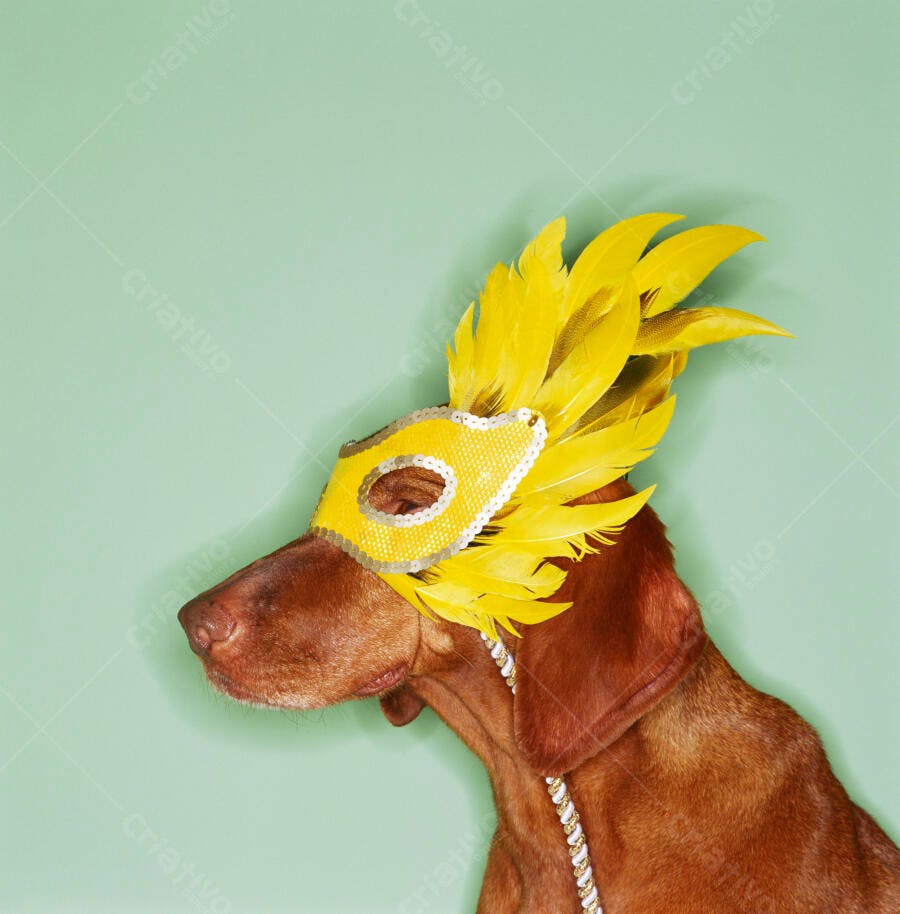 Cachorro com máscara e plumas amarelas