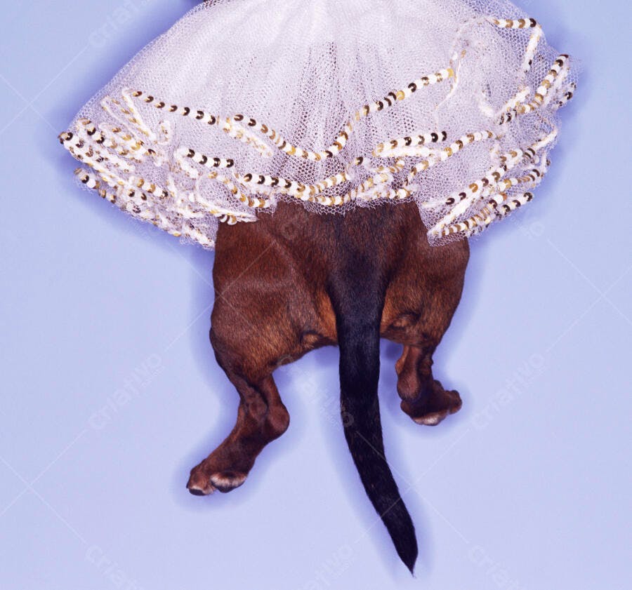 Dachshund com saia de tule branca e dourada