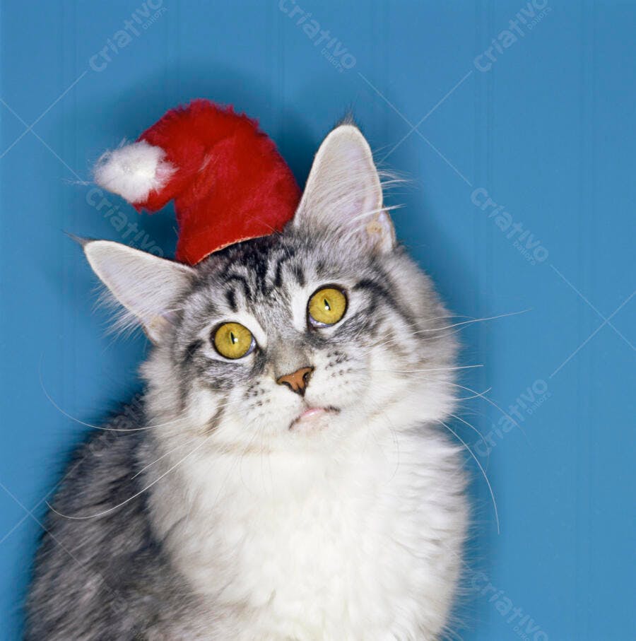 Gato Maine Coon com chapéu de Natal