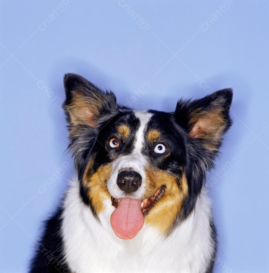Cachorro tricolor feliz com língua de fora