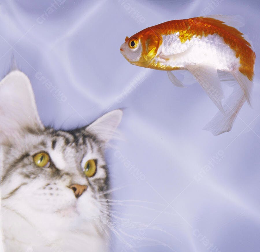 Gato Maine Coon observando peixe dourado