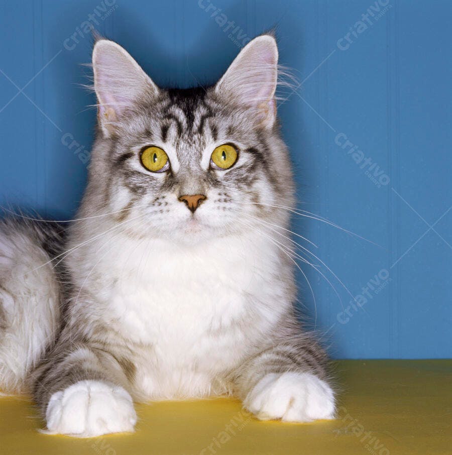 Gato Maine Coon cinza e branco em fundo azul
