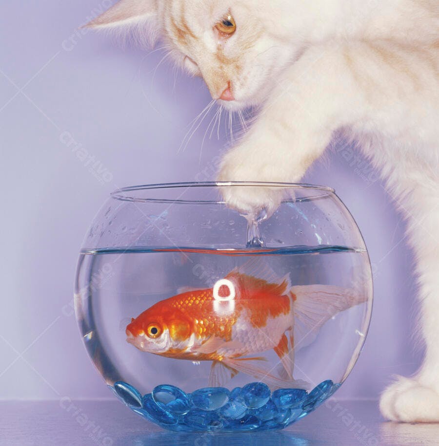Gatinho branco brincando com peixe dourado