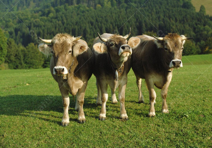 Três vacas marrons em pasto verde