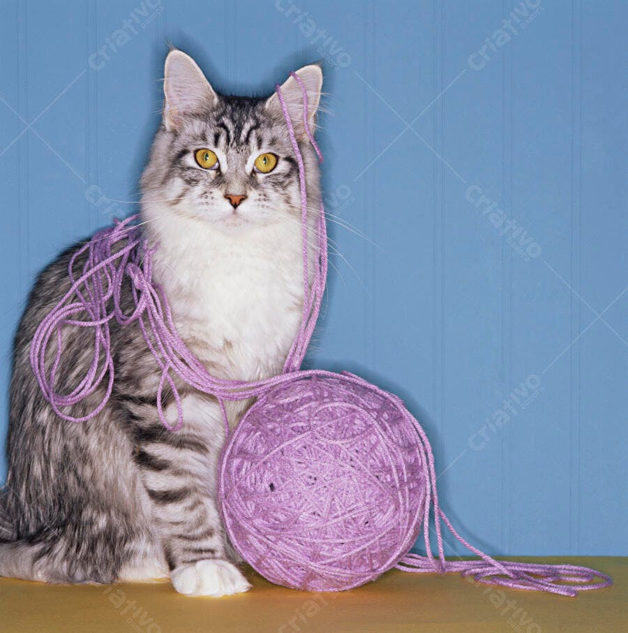 Gato Maine Coon com novelo de lã lilás