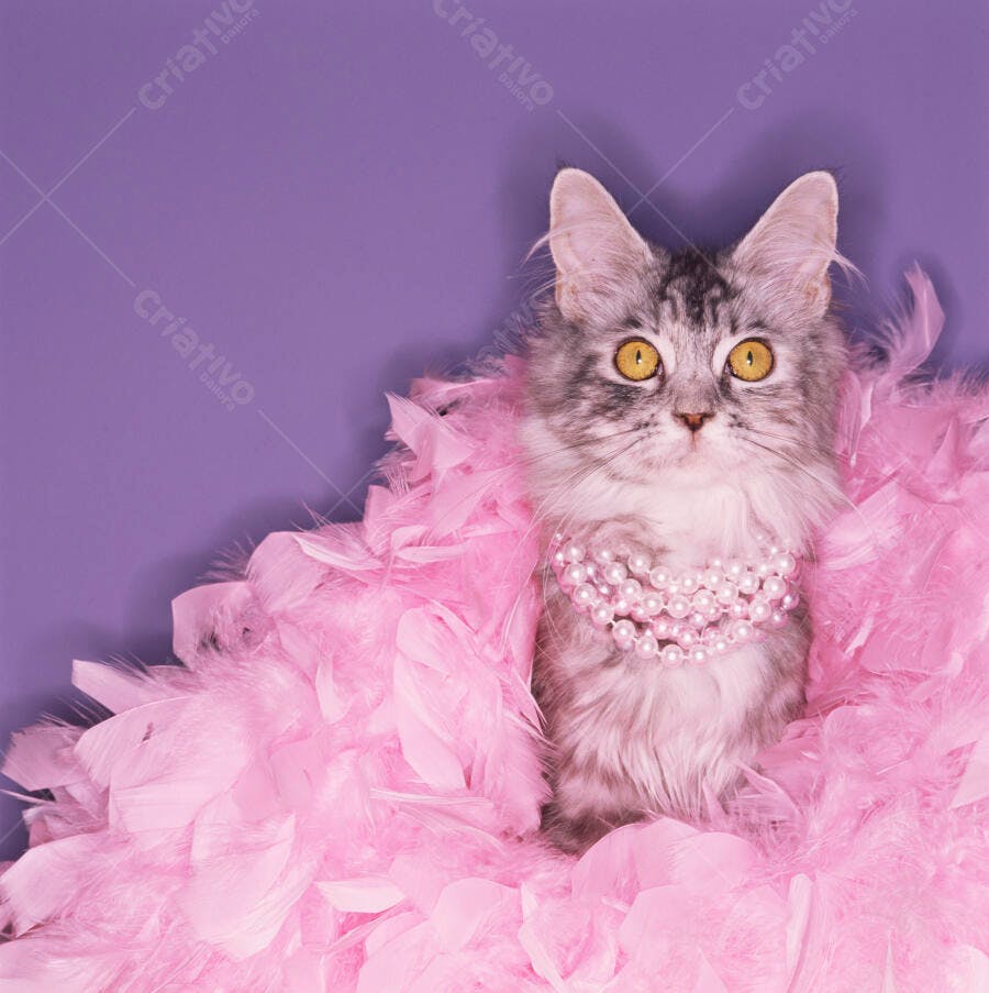 Gato Maine Coon com colar de pérolas e plumas rosa