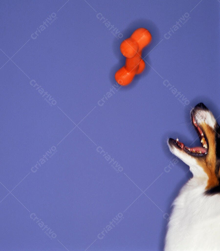 Cachorro esperando petisco laranja