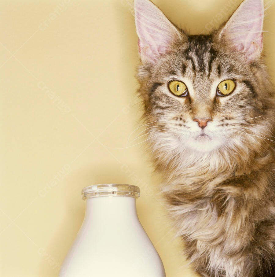Gato Maine Coon e garrafa de leite