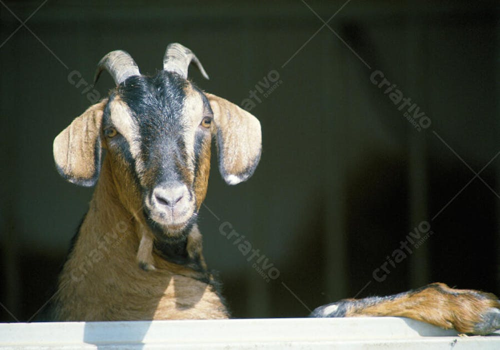 Animais da Fazenda (7)