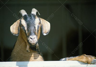 Animais da Fazenda (7)